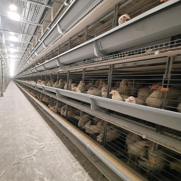 Ventilated Automated Layer Cage Setup 4 Tiers Accommodates 120 Chickens