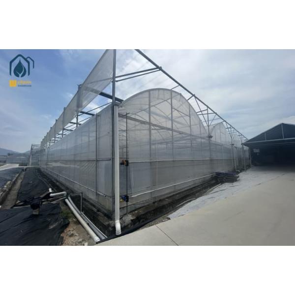 Plastic Multi Span Greenhouse Customized Solar Energy Greenhouse For Sustainable Eco Friendly Farming