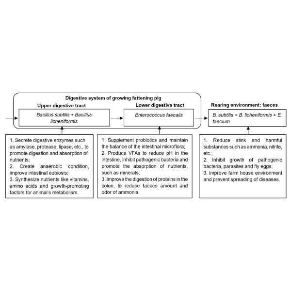 Sunhy Promote Digestion Probiotics For Swine Feed Grade