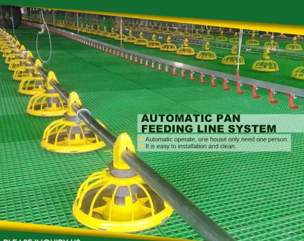 Poultry Equipment Chicken Feeders Drinkers Poultry Automatic Animal Feeders Chicken Feeder