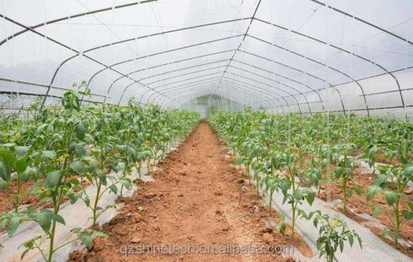 150/200micro Film Covered Tunnel Greenhouse For Hydroponic Tomato Growing
