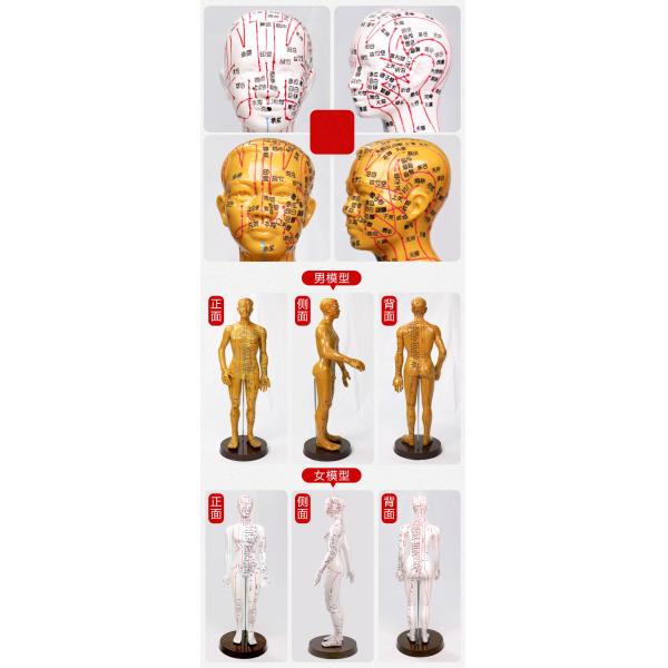 Bronze Human Body Acupuncture Model Manikin with Male Acupoints and Meridian Points