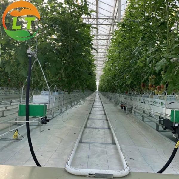 Estufas de vidro de três camadas de alto rendimento para o crescimento óptimo das plantas e para a cultivação de vegetais