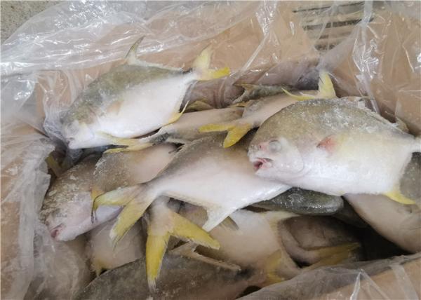 Marisco congelado fresco inteiro do círculo 300G 400G dos peixes dourados das xaputas