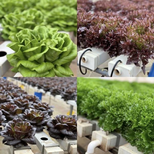 US 20/кв. м. Стеклянная крыша Гидропоническая теплица для материалов для выращивания цветов