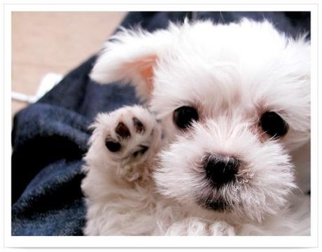 Машина штрангпресса корма для домашних животных инверторов 440v 300kg/h ABB