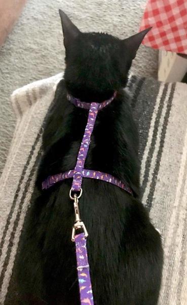 O colar do chicote de fios do gato com trela ajustou-se - forme o projeto com prendedor durável e curvatura da liberação rápida