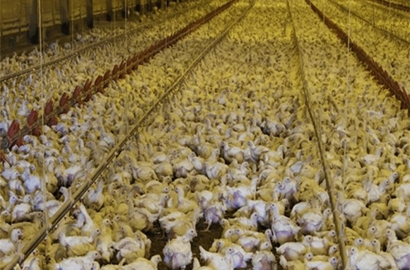 Оборудование птицы бройлера автоматического фидера лотка стальное