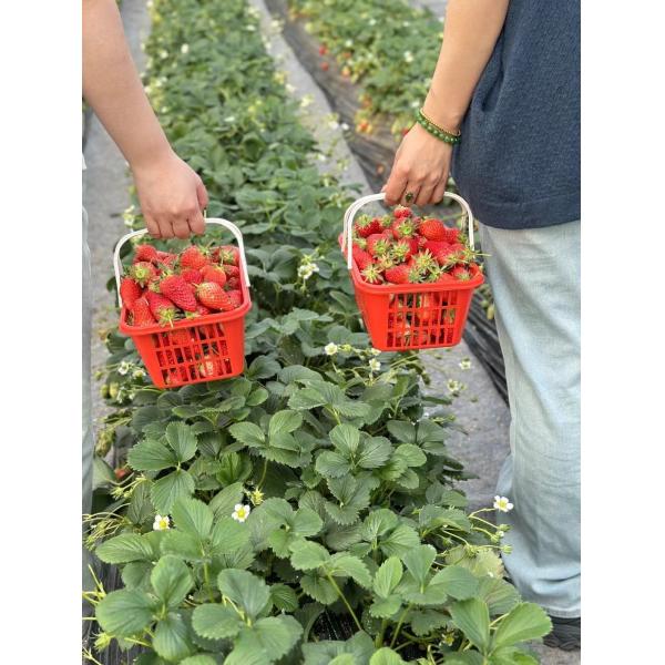 JX-A0078 Large Film Solar Greenhouses Steel Structure Single Span Tunnel Greenhouse