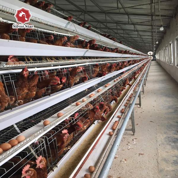 160 pássaros/ajustaram o equipamento de cultivo automático completo das aves domésticas do sistema da gaiola de bateria