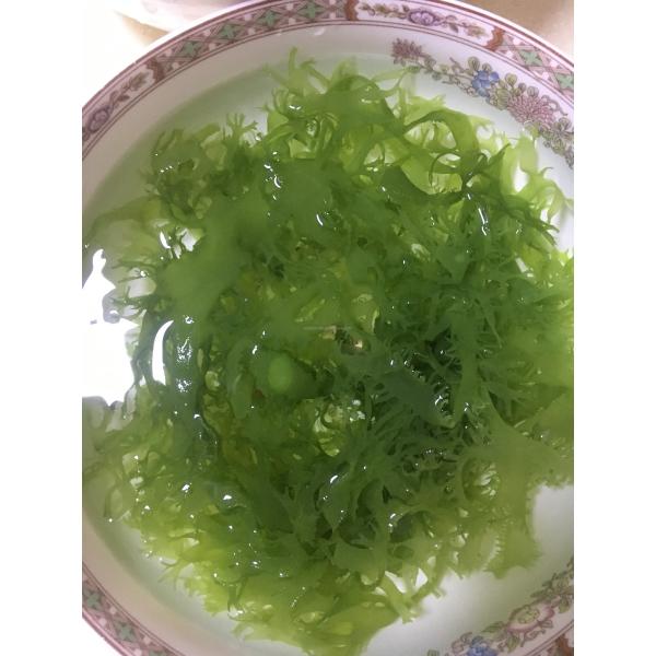 FROZEN Dried Seaweed Tosaka In Red Green Style Flavored Seasoned