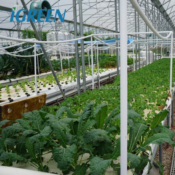 Commercial Vegetable Greenhouse Kits With Rain Gutter And Large Zinc Coating 275gsm