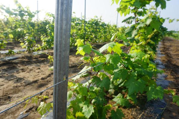 Q235 Steel Wine Garden Orchard Trellis Systems Metal Plant Stakes For Outdoor Plants
