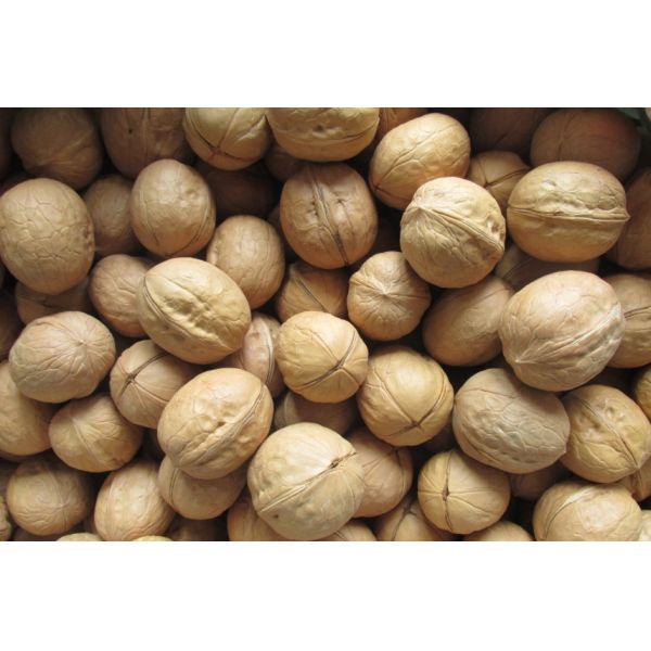 A High-value Optical Sorter Designed Specifically For Walnuts. AI Intelligently Identifies Shell Defects Such As Dark Spots, Breakage, And Insect Damage. Compact, Hygienic, 