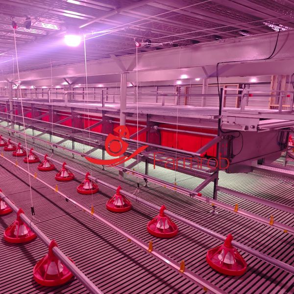 Open Structure Cage-Free system for USA Farms