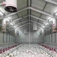 Structure en acier ignifuge Poule maison de volaille Ventilation automatisée cadre en acier poulailler