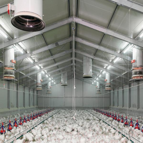 Structure en acier ignifuge Poule maison de volaille Ventilation automatisée cadre en acier poulailler
