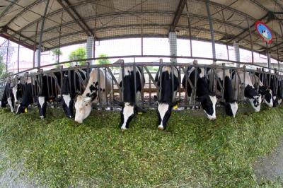 Long Span Prefab Steel Framing Systems Galvanized Steel Cowshed With Sandwich Panels