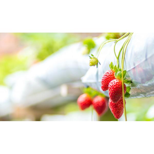 Calcium 10% Strawberry Plant Nutrients Amino Acid Chelate Calcium Amino Acid 25 - 30%