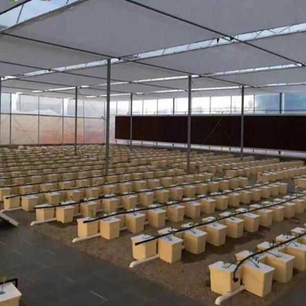 Dutch Bucket Hydroponics For Greenhouse Crop Growing Agricultural