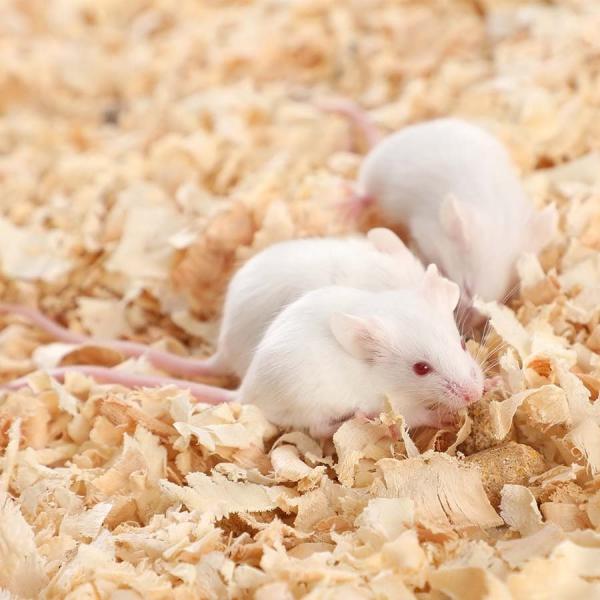 Standard Diet Lab Rodents Chow SPF Laboratory Specific Pathogen Free Mice 26 Gram