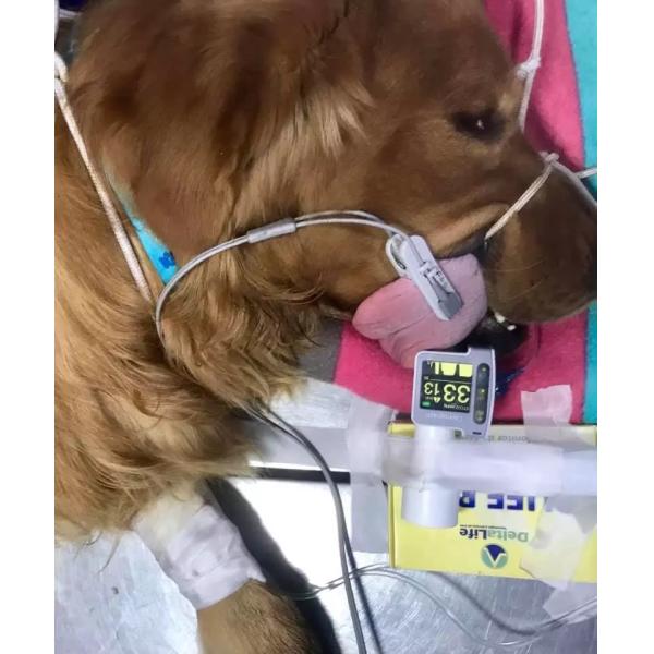 ETCO2 Capnograph Monitor ICU Veterinary Medical Supplies Emergency