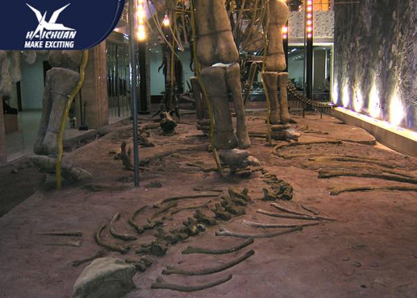Durable Fiberglass Life Size Dinosaur Skeleton / Dinosaur Fossil For Kids Educational