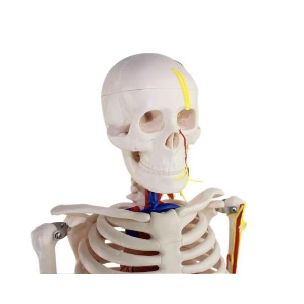 Modèle de squelette humain anatomique de 85 cm pour produits médicaux réutilisables
