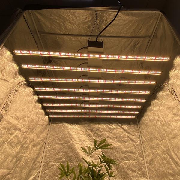 O diodo emissor de luz completo do espectro SMD2835 cresce a planta clara do módulo 720W cresce a barra clara