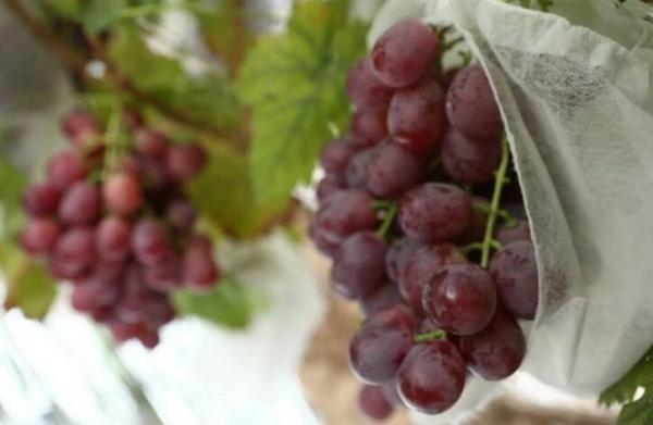 Nonwoven Grape Protection Bags