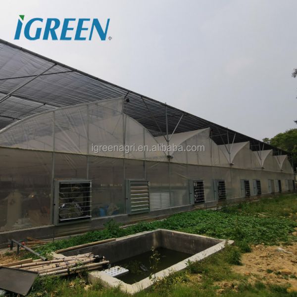 Large Single Layer Multi-span Agricultural Greenhouses with PE Film Cover for Plant Growth