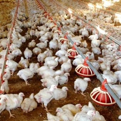 equipamento de cultivo das aves domésticas 400kg/H para produtos das grelhas