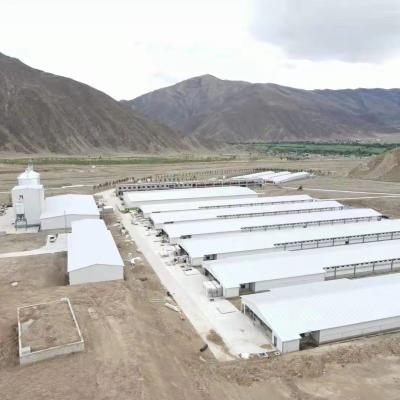 Steel Structure Gymnasium Warehouse with Modern Design and 10000pcs Chicken Cow Sheds