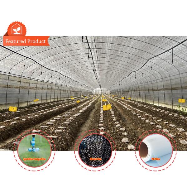 Mushroom Growing Black White PEP Mushroom Farm Greenhouse Agricultural Greenhouse