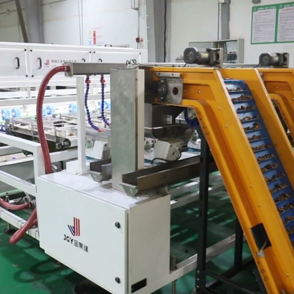 Industrial High Speed Walnut Kernel Sorting System Multi-Dimensional Recognition Precision Servo Drive Automatic Nut Separator