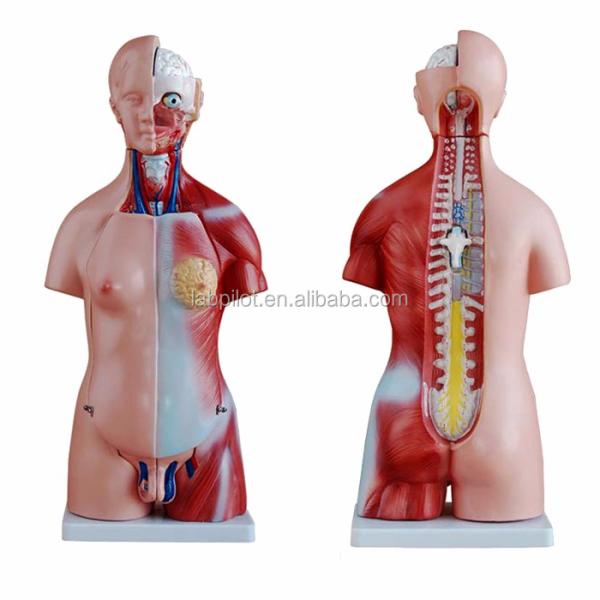Anatomical Demonstration 23 Parts Torso Model with Internal Organs Function Liver