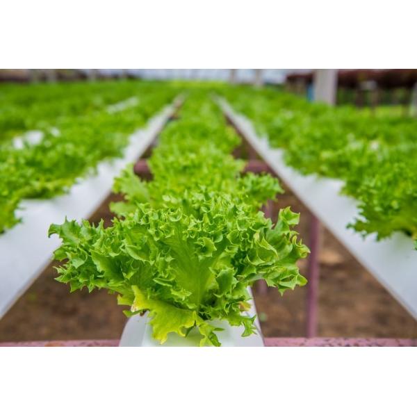 Agricultural Greenhouse Ltd. Presents Large Vertical Hydroponic System for Lettuce