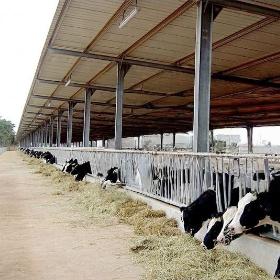Industrial Modular Steel Frame Building Complex Steel Frame Building For Warehouses Sheds