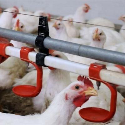 Sistema automático de beber água de mamilos