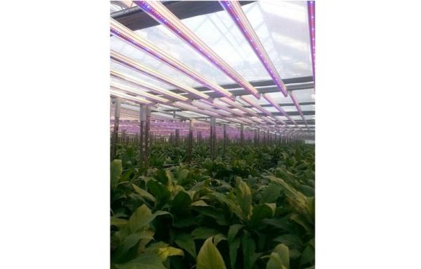 Full spectrum 18w T8 led grow light for plant growth , flower and vegetable