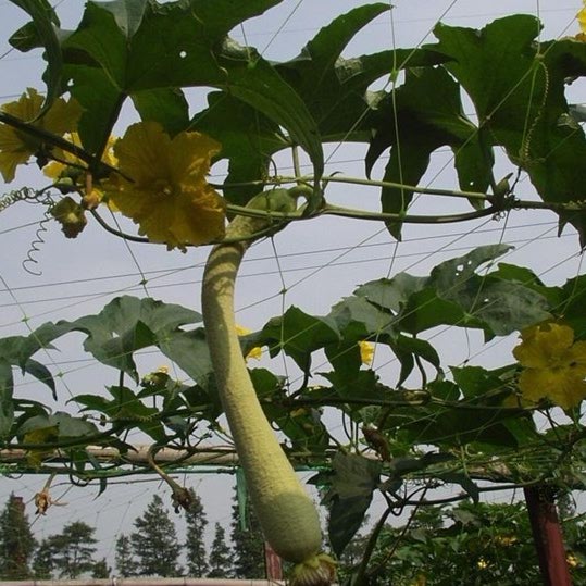 Garden Vegetable Protection Netting , PE / PP Knot Weave Garden Fruit Netting