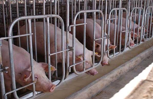 Agro Animal Show International exhibition of animal husbandry - - NorthHusbandry Machinery