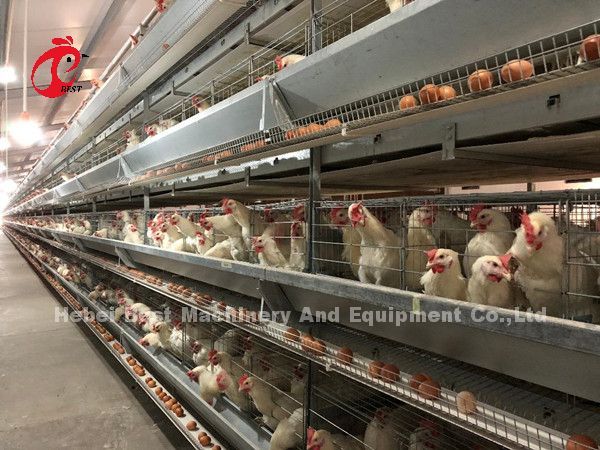 Africa Hot Selling Poultry Farming Cage System 32 doors For Egg Laying Birds Emily