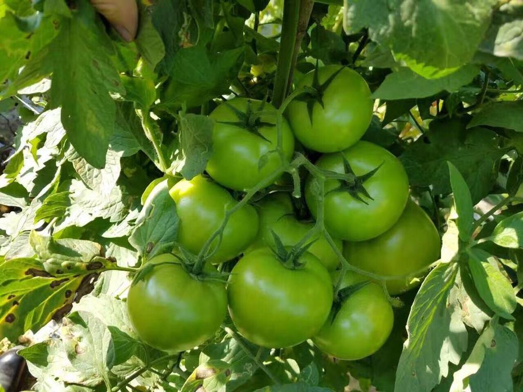 Energy Disease Resistant Indeterminate Tomato Seeds Bulk Tomato Seeds T50