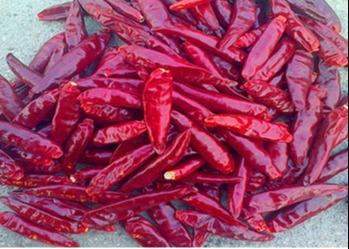 Tientsin secou pimentas vermelhas inteiras anídricas XingLong dos pimentões do olho dos pássaros