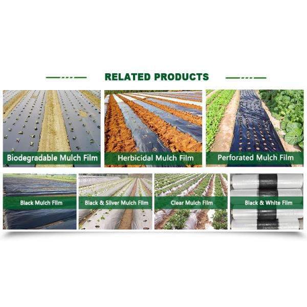 COEX LDPE Mulching film, pe film, horticultural mulch film, garden perforated ground film Agricultural plastic film Blac