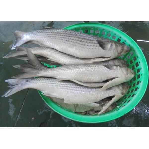 рыбы серой кефали 500g 1000g оптовые BQF Seafrozen для гостиницы