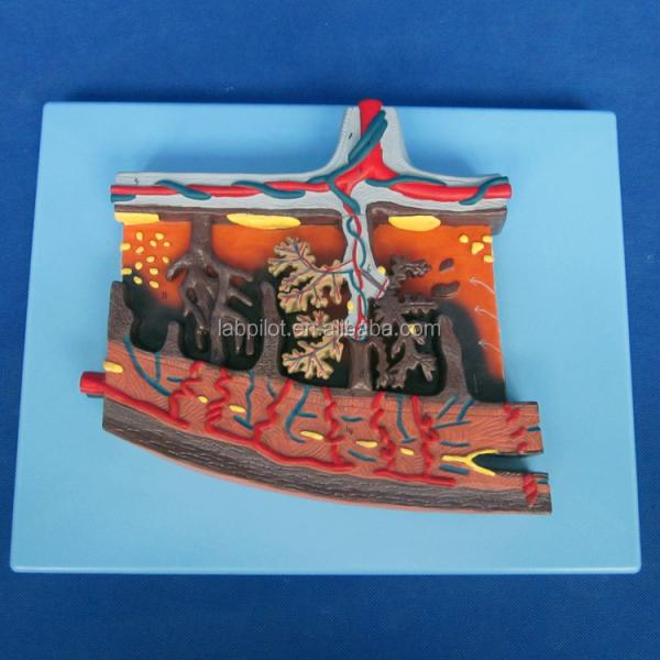 Vivid Placenta Model 3D Placenta Tissue and Umbilical Cord for Anatomy Demonstrations