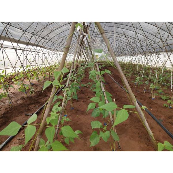 Крытый на открытом воздухе шатер парника небольшой/установленный овощ растет легкое шатра