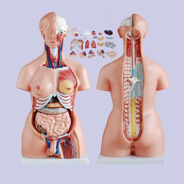 45cm Plastic 23 Parts ODM Human Anatomy Model , Human Torso Model